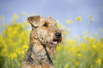Airedale Terrier