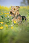 Airedale Terrier