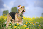 Airedale Terrier