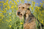 Airedale Terrier