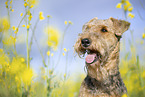 Airedale Terrier