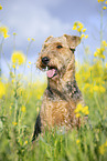 Airedale Terrier