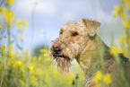 Airedale Terrier