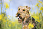 Airedale Terrier