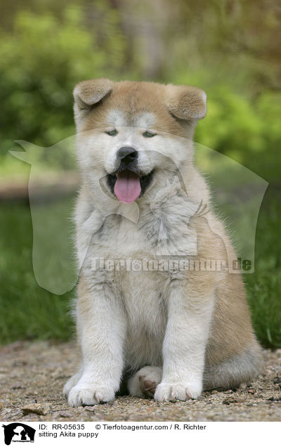 sitzender Akita Inu Welpe / sitting Akita puppy / RR-05635