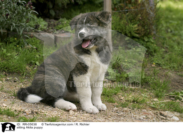 sitzender Akita Inu Welpe / sitting Akita puppy / RR-05636
