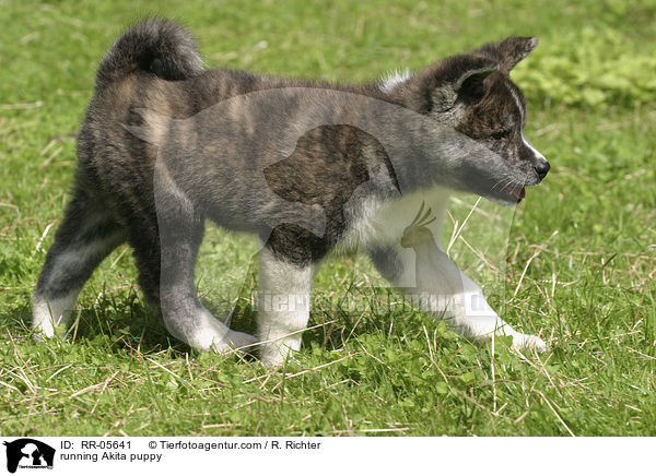 rennender Akita Inu Welpe / running Akita puppy / RR-05641