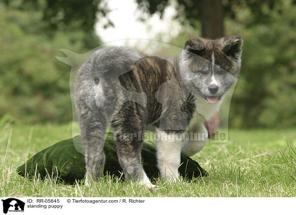 stehender Akita Inu Welpe / standing puppy / RR-05645