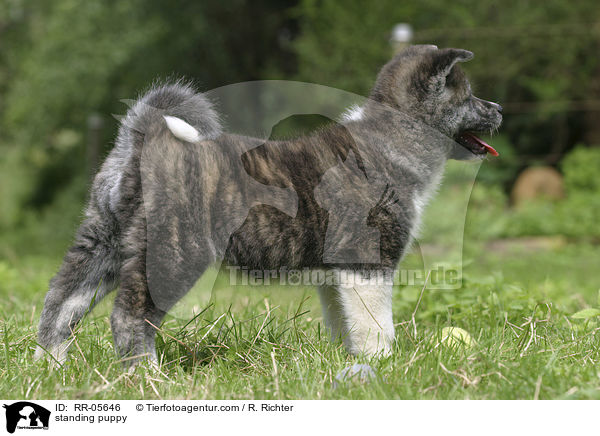 stehender Akita Inu Welpe / standing puppy / RR-05646
