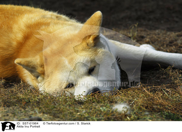 Akita Inu Portrait / Akita Inu Portrait / SST-01964