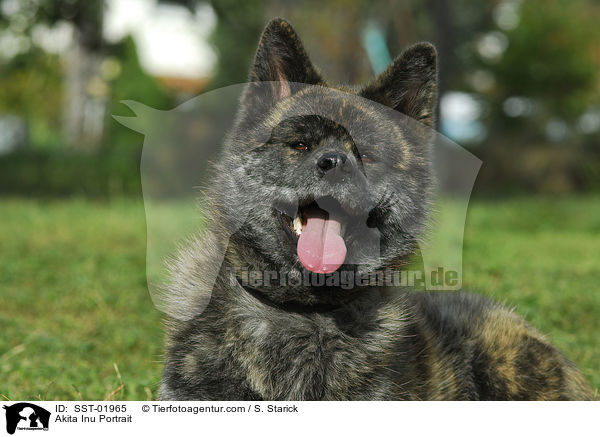 Akita Inu Portrait / Akita Inu Portrait / SST-01965