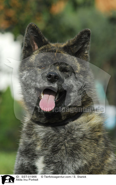 Akita Inu Portrait / Akita Inu Portrait / SST-01966