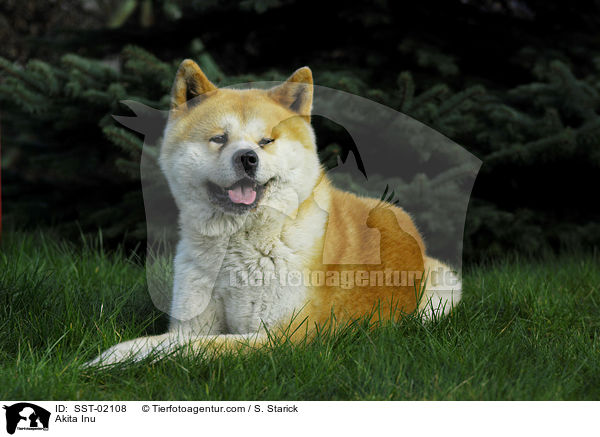 Akita Inu / Akita Inu / SST-02108