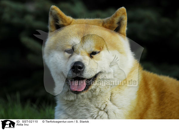 Akita Inu / Akita Inu / SST-02110