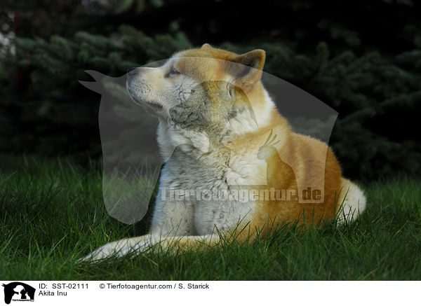 Akita Inu / Akita Inu / SST-02111