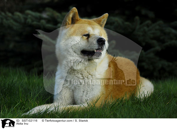Akita Inu / Akita Inu / SST-02116