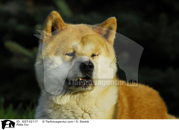 Akita Inu / Akita Inu / SST-02117