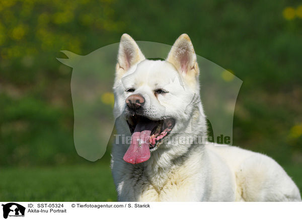 Akita-Inu Portrait / Akita-Inu Portrait / SST-05324