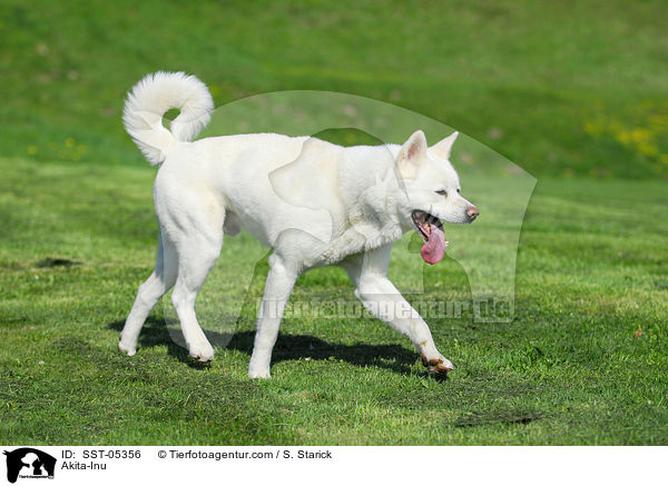Akita-Inu / Akita-Inu / SST-05356