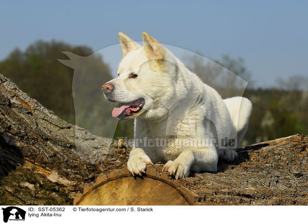 liegender Akita-Inu / lying Akita-Inu / SST-05362
