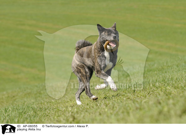 spielender Akita Inu / playing Akita Inu / AP-06055