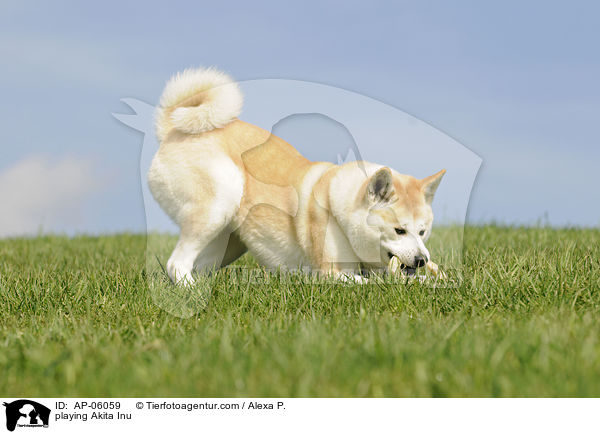 spielender Akita Inu / playing Akita Inu / AP-06059