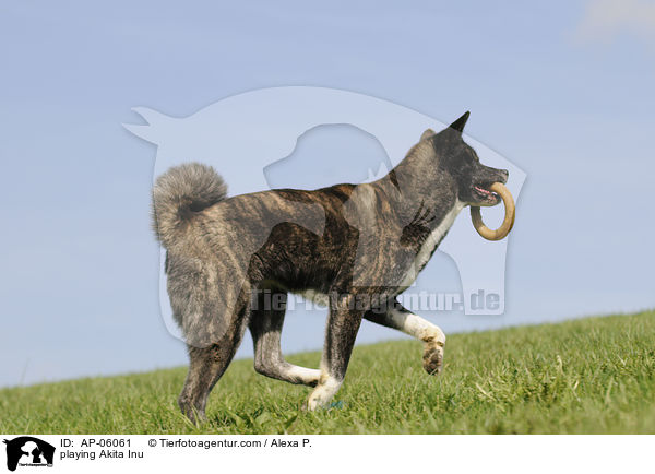 spielender Akita Inu / playing Akita Inu / AP-06061