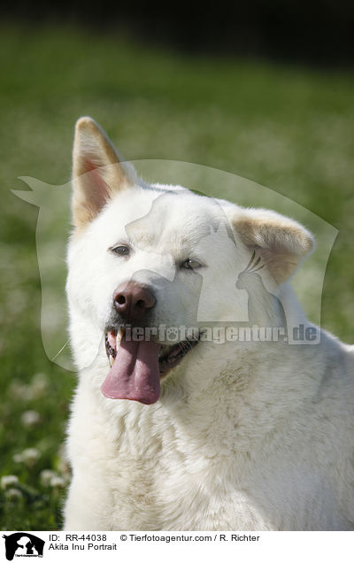 Akita Inu Portrait / Akita Inu Portrait / RR-44038