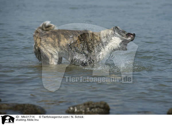 Akita Inu schttelt sich / shaking Akita Inu / NN-01714