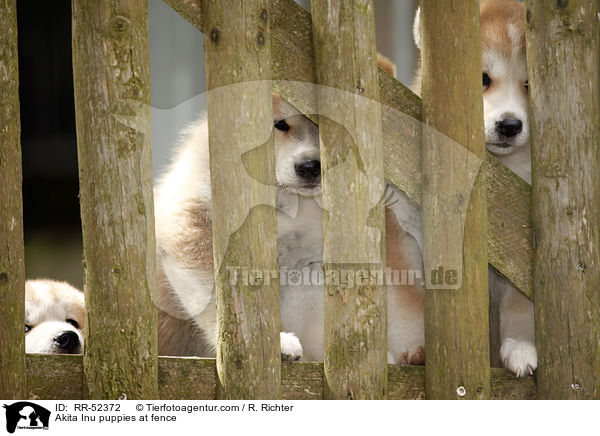 Akita Inu Welpen am Zaun / Akita Inu puppies at fence / RR-52372