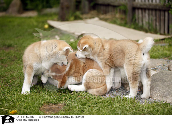 Akita Inu puppies / RR-52387