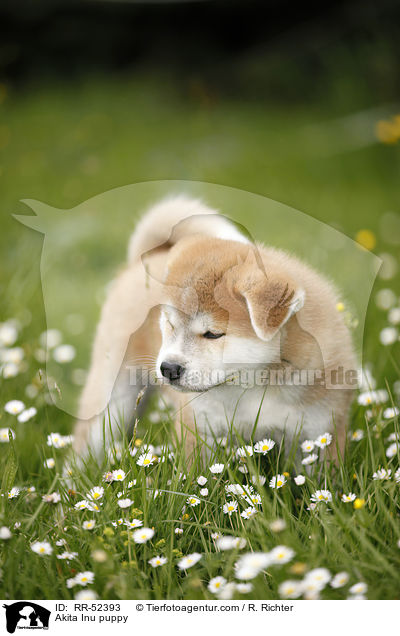 Akita Inu Welpe / Akita Inu puppy / RR-52393