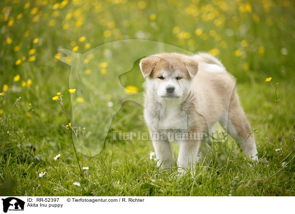 Akita Inu Welpe / Akita Inu puppy / RR-52397
