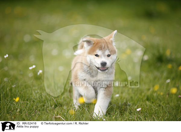 Akita Inu Welpe / Akita Inu puppy / RR-52416