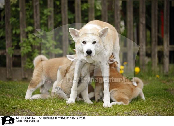Akita Inu Welpen / Akita Inu puppies / RR-52442
