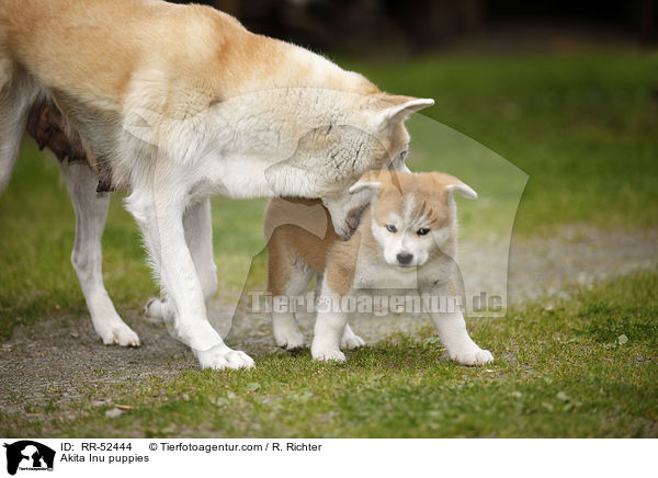 Akita Inu puppies / RR-52444