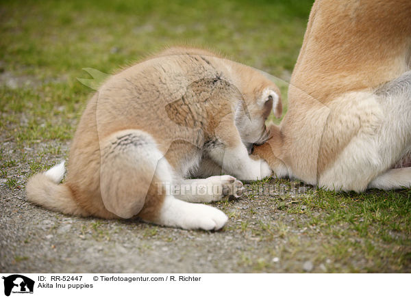 Akita Inu puppies / RR-52447