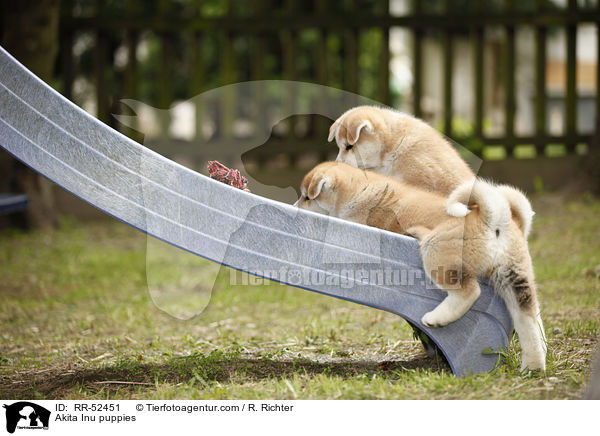 Akita Inu Welpen / Akita Inu puppies / RR-52451