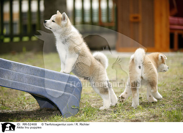 Akita Inu Welpen / Akita Inu puppies / RR-52468
