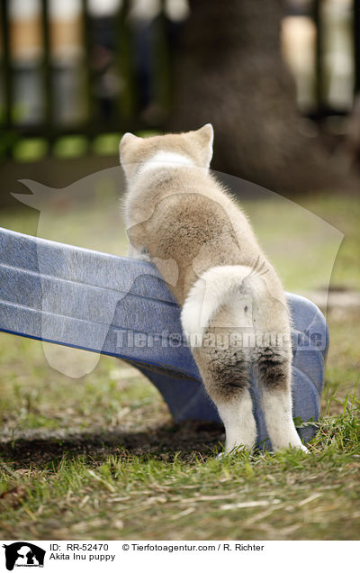 Akita Inu Welpe / Akita Inu puppy / RR-52470