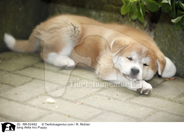 liegender Akita Inu Welpe / lying Akita Inu Puppy / RR-52482