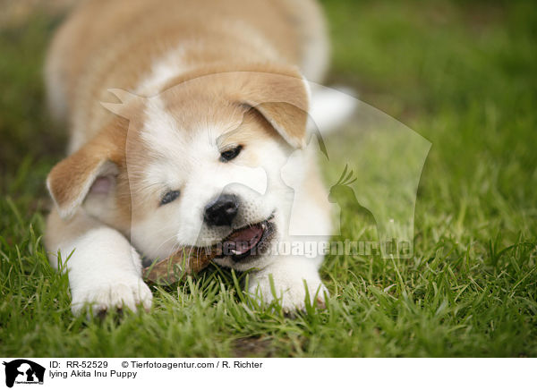 liegender Akita Inu Welpe / lying Akita Inu Puppy / RR-52529
