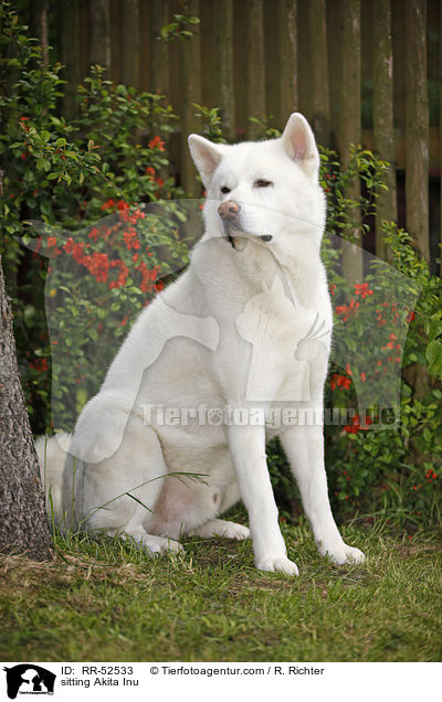 sitzender Akita Inu / sitting Akita Inu / RR-52533
