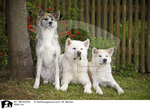 Akita Inu / Akita Inu / RR-52539
