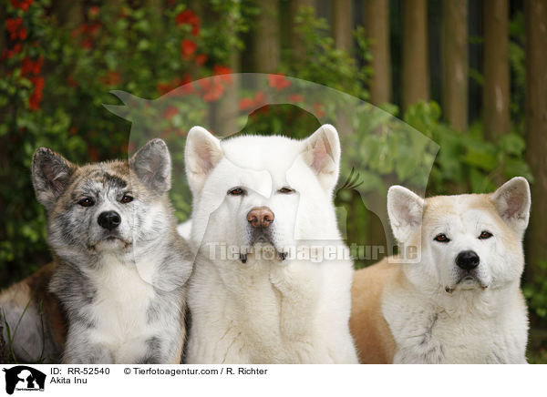 Akita Inu / Akita Inu / RR-52540