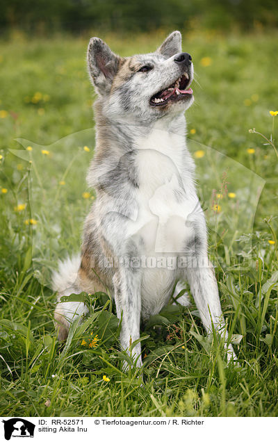 sitzender Akita Inu / sitting Akita Inu / RR-52571
