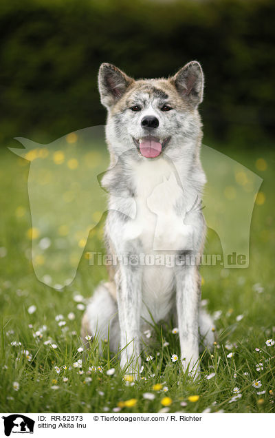 sitzender Akita Inu / sitting Akita Inu / RR-52573