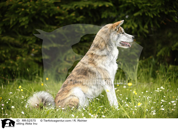 sitzender Akita Inu / sitting Akita Inu / RR-52575