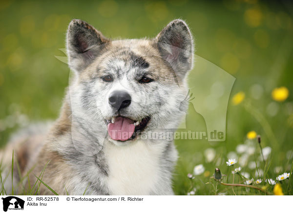Akita Inu / Akita Inu / RR-52578