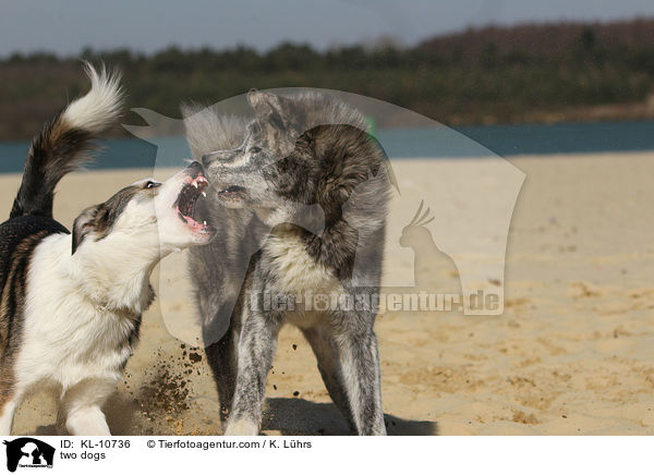 two dogs / KL-10736